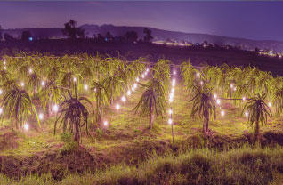 Giải Phảp Chiếu Sáng